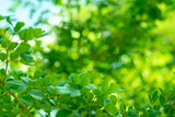 green leaves background,blurred background of bokeh.