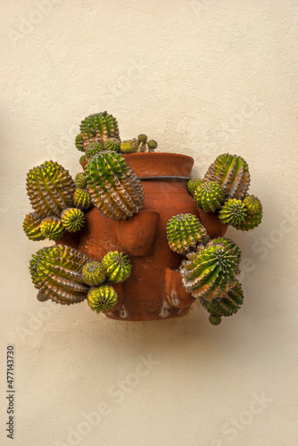 Cactus pot