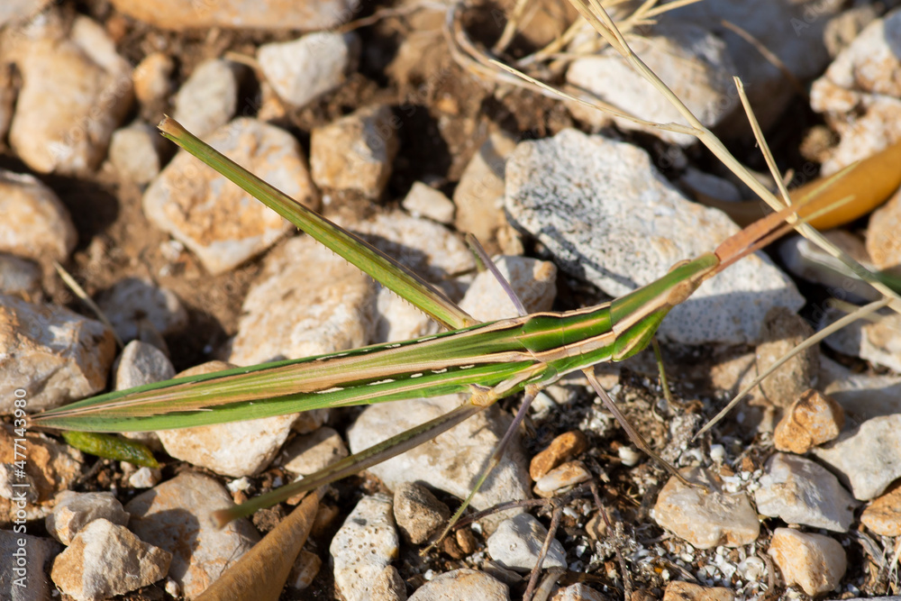Acrida ungarica Acrida ungarica
