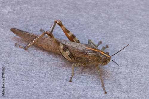 Anacridium aegyptium photo