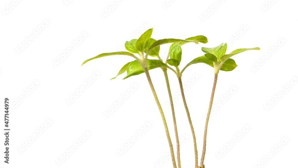 Naklejka premium Seedlings of Asian vegetable on white background.