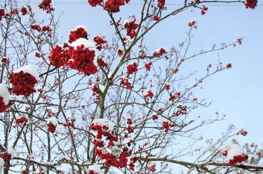 bunches of red rowan trees on a tree under the snow bunches of red rowan trees on a tree under the snow