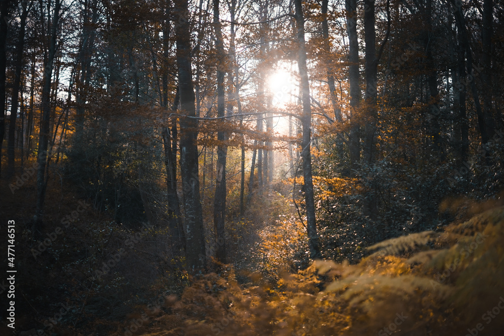 Autumn sunlight forest 