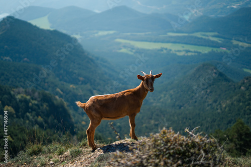 Goat in the mountain © salvador
