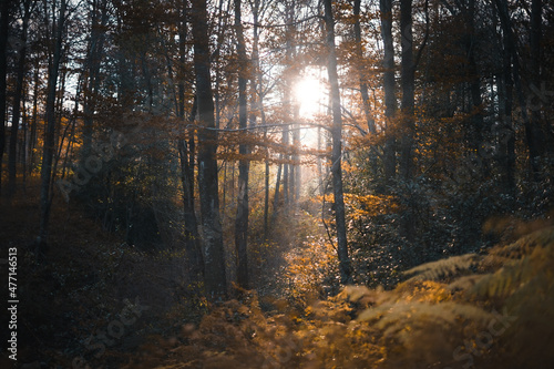 Autumn sunlight forest 