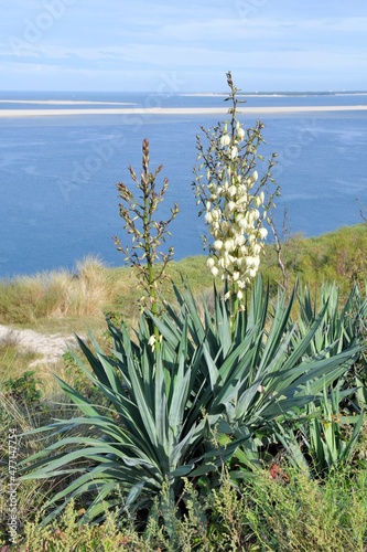 Yucca gloriosa plant in Gironde-France