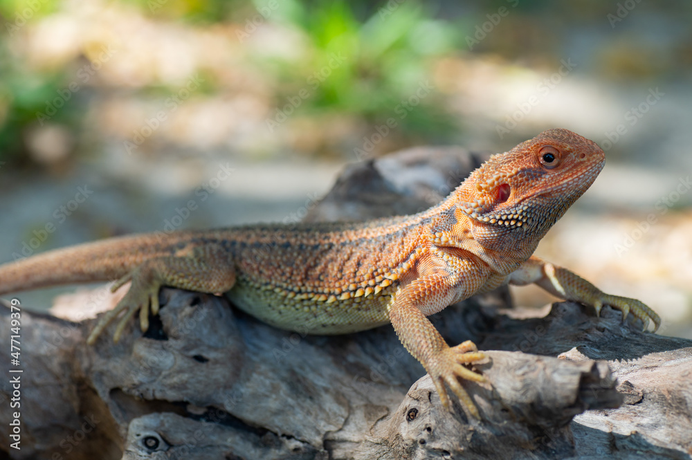 bearded dragon on ground with blur background bearded dragon on ground with blur background