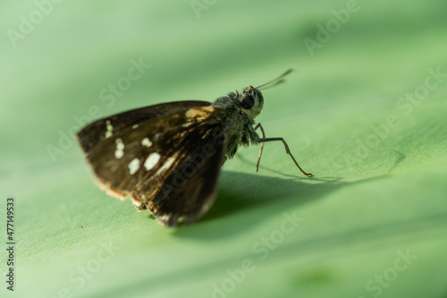 butterfly on green leaf background, insect
