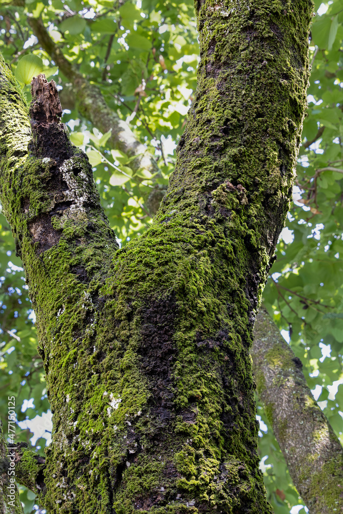 A green moss on a tree trunk.