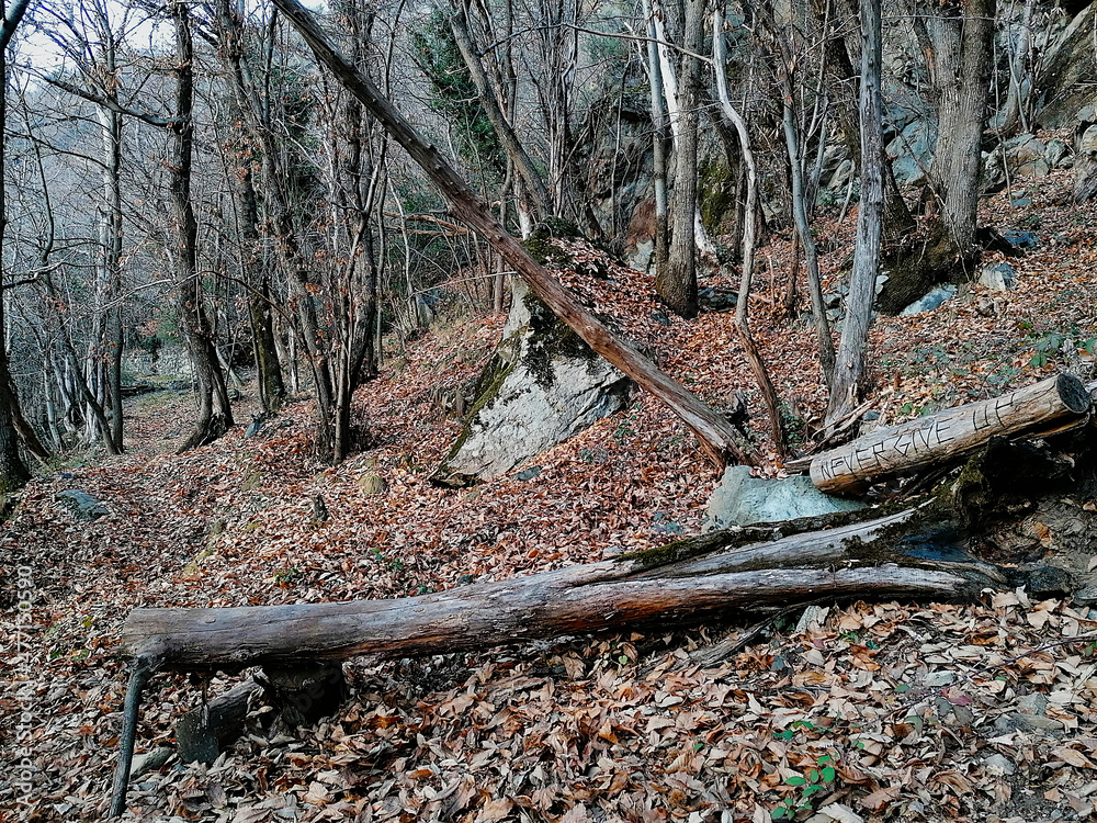Sentiero nel bosco autunnale, dove si vede una scritta significativa Sentiero nel bosco autunnale, dove si vede una scritta significativa