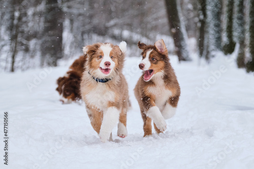 Fototapeta Naklejka Na Ścianę i Meble -  Aussie puppies run in snow and smile. Shepherd kennel on walk. Two brothers of Australian Shepherd puppy red Merle and tricolor are having fun in winter park.