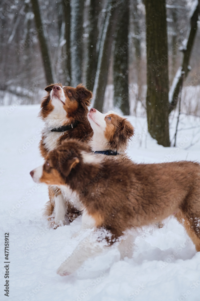 Puppy aussie red Merle and his mother dog tricolor sit side by side in snow in winter park. Second brown puppy passes by in front of them. Charming Australian Shepherds on walk adult and child. Puppy aussie red Merle and his mother dog tricolor sit side by side in snow in winter park. Second brown puppy passes by in front of them. Charming Australian Shepherds on walk adult and child.