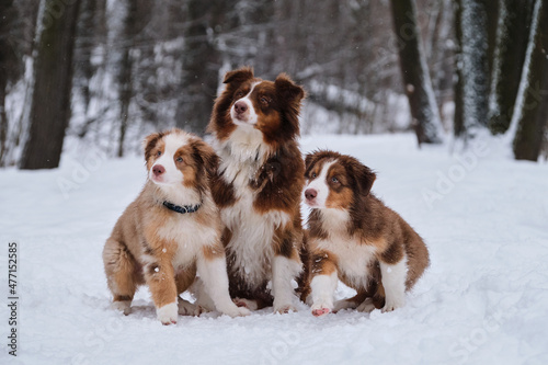 Two aussie puppies red merle and tricolor are heading forward and their mother dog is sitting next to each other in snow in winter park. Charming Australian Shepherds on walk adult and children.
