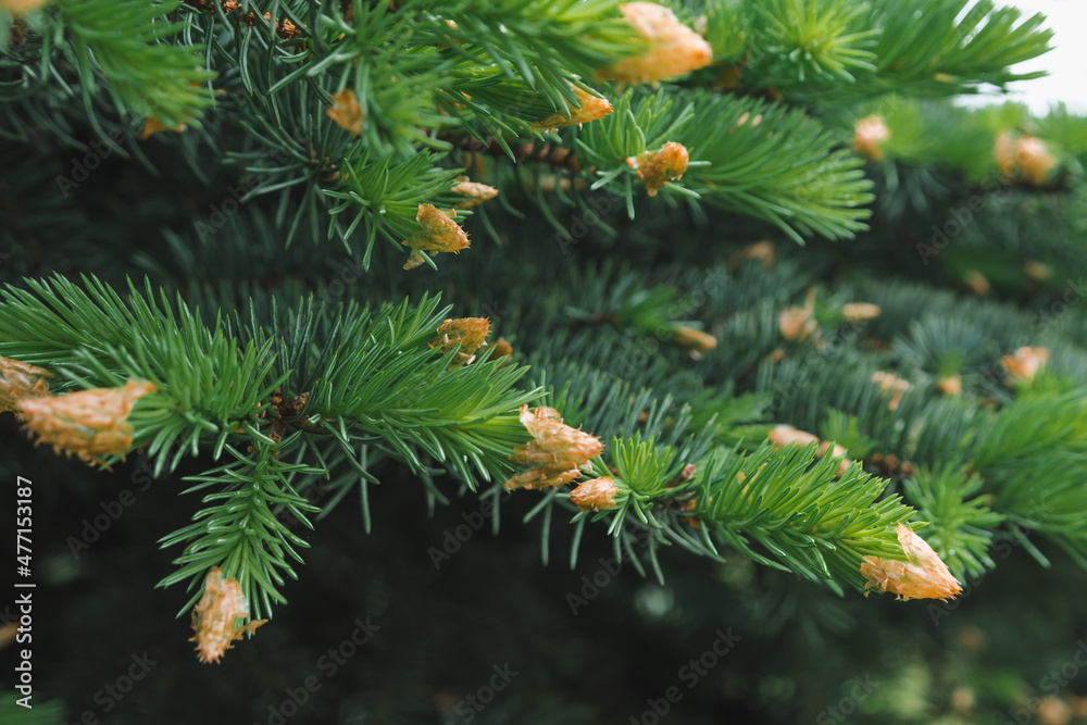 Green spruce branch with buds close up, selective focus