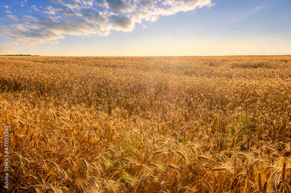 Fototapeta premium Amazing view at beautiful summer golden wheaten field with beautiful sunny sky on background, rows leading far away, valley landscape