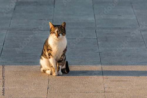 Fototapeta Naklejka Na Ścianę i Meble -  Adult Cat Watching Camera
