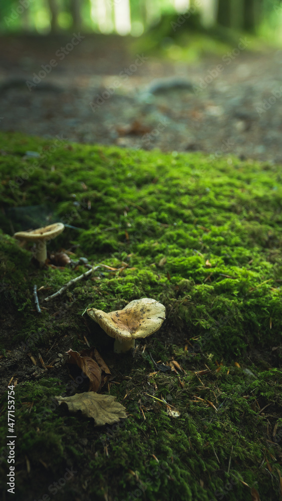 mushroom in forest