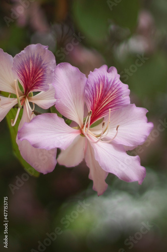 CONTEMPLAR NATURAL