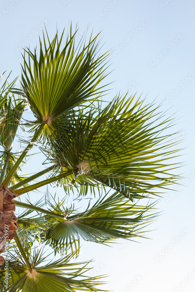Tropical palm tree with sun light on blue sky and white cloud abstract background Tropical palm tree with sun light on blue sky and white cloud abstract background