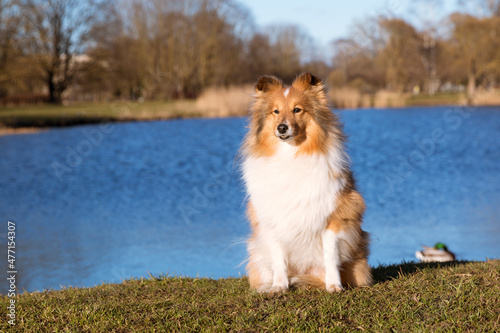 Stunning nice fluffy sable white shetland sheepdog, sheltie early spring outside portrait on the lake coast. Small lassie, little collie dog lies outdoors with background of blue lake water and sky 