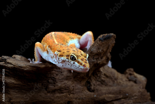 Leopard gecko with black background