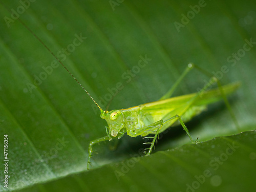 green locust © Thomás