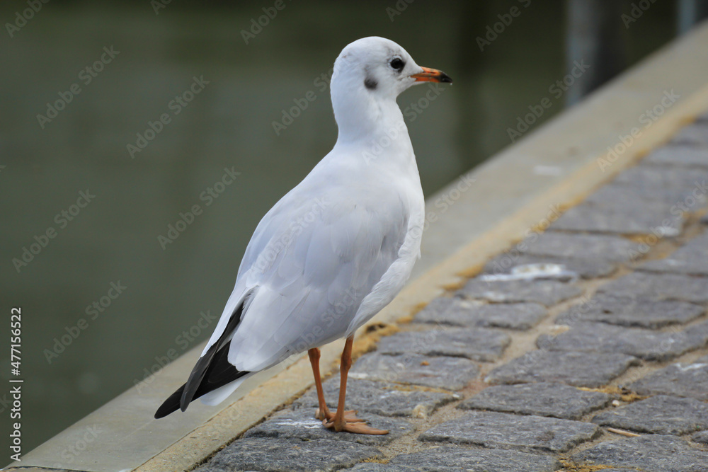 Portrait einer Lachmöwe, Möwe an der Ostsee. Portrait einer Lachmöwe, Möwe an der Ostsee.