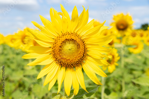 Beautiful yellow color sunflower with the blue sky background