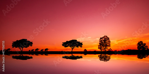 Amazing sunset and sunrise.Panorama silhouette tree in africa with sunset.Dark tree on open field dramatic sunrise.Safari theme.