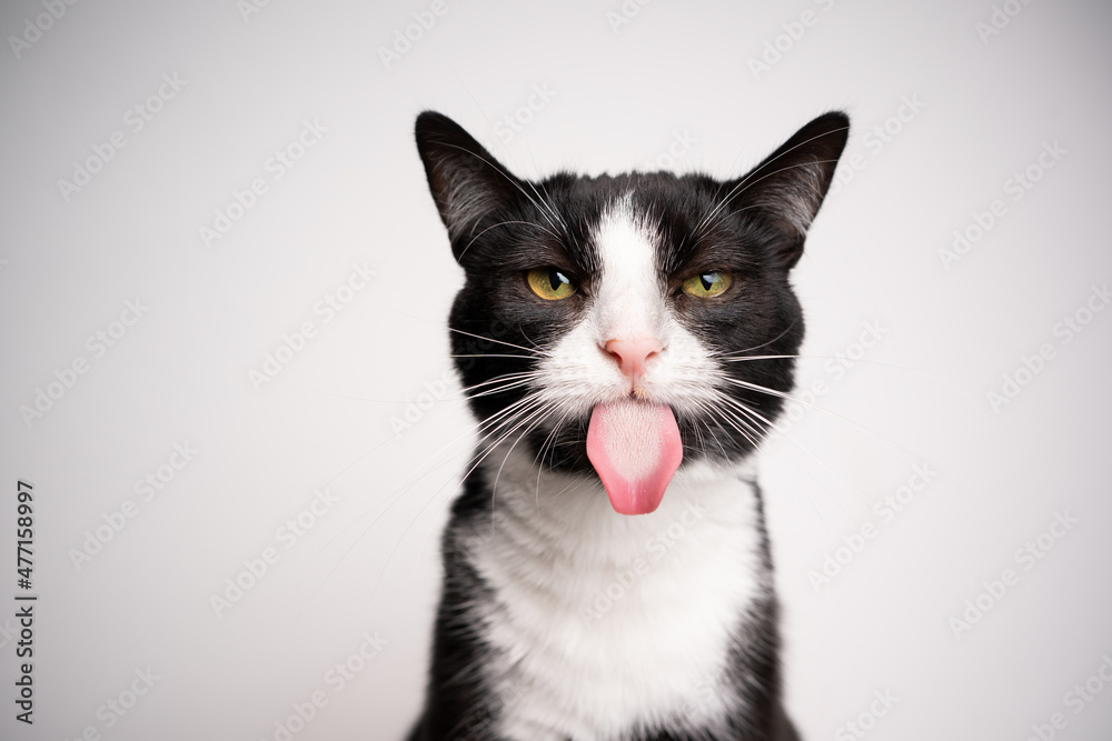 naughty black and white tuxedo cat sticking out tongue looking at camera on white background with copy space naughty black and white tuxedo cat sticking out tongue looking at camera on white background with copy space