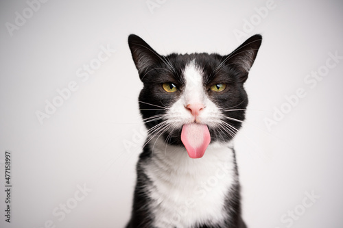 Canvas Print naughty black and white tuxedo cat sticking out tongue looking at camera on whit
