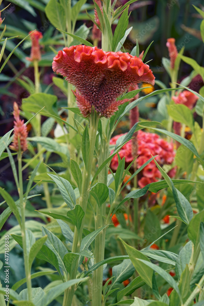 Cockscomb flower (Celosia argentea var. cristata). Cockscomb flower (Celosia argentea var. cristata).