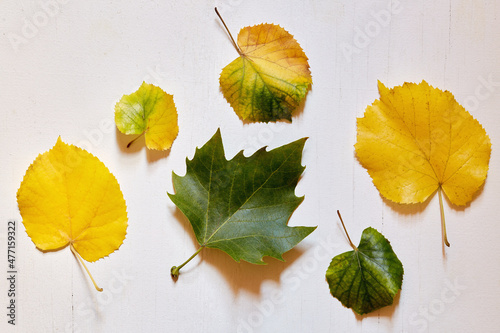 Studio shot of assorted leaves photo