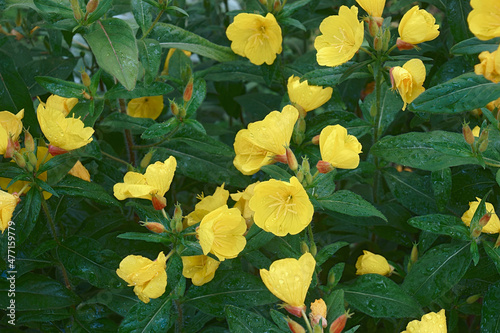 Fotografija Common Evening primrose (Oenothera biennis)