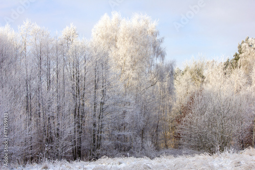  Winter forest. Trees covered with snow and frost.