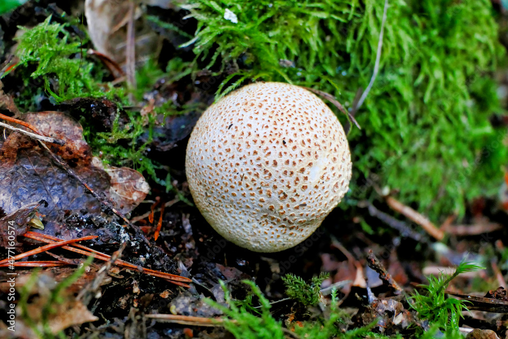 Leopard Earthball fungus (Scleroderma areolatum) found in forest leaf litter
Leopard Earthball fungus (Scleroderma areolatum) found in forest leaf litter