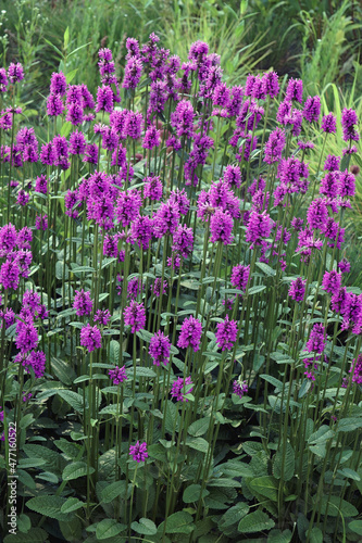 Common Hedgebettle (Betonica officinalis). Called Betony, Purple betony, Wood betony and Bishopwort also. Another botanical name is Stachys officinalis