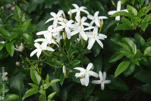 Twisted jasmine (Jasminum tortuosum). Called African jasmine and Perfume jasmine also photo