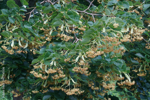Caucasia linden (Tilia x euchlora). Called Crimean linden also. Hybrid between Tilia cordata and Tilia dasystyla