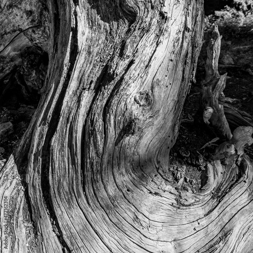 Weathered trunk of tree in Sawtooth National Forest photo