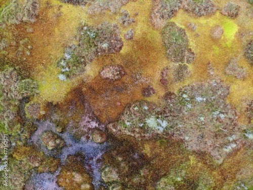 autumn swamp is multi-colored near a forest lake with mirror water. alien landscape. Aerial drone view. Flying over. View from top down. abstract texture background pattern