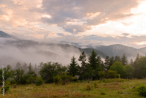 Fog in the forest.