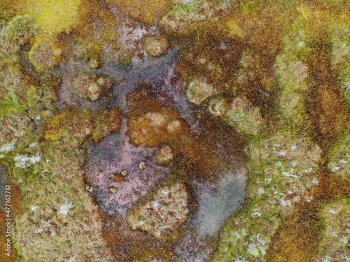 autumn swamp is multi-colored near a forest lake with mirror water. alien landscape. Aerial drone view. Flying over. View from top down. abstract texture background pattern