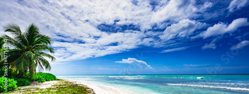 caribbean sea palm trees paradise