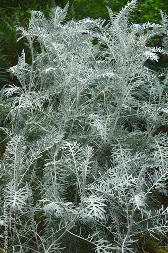 Powis Castle wormwood (Artemisia arborescens 'Powis Castle'). Hybrid between Artemisia arborescens and Artemisia absinthum photo