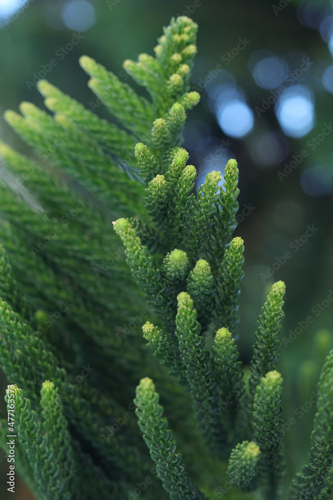 Evergreen pine branch tree of Turkey. Beautiful natural background. Branch on the sky background. Silhouette of tree branch. Green background. Aruacaria heterophylla. Pinus Evergreen pine branch tree of Turkey. Beautiful natural background. Branch on the sky background. Silhouette of tree branch. Green background. Aruacaria heterophylla. Pinus