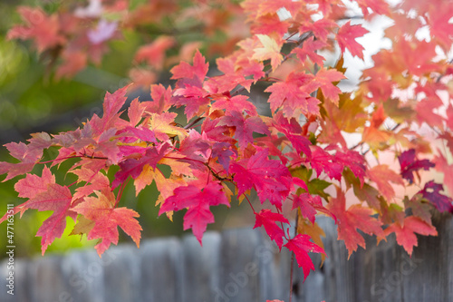 Autumn leaves of maple tree photo