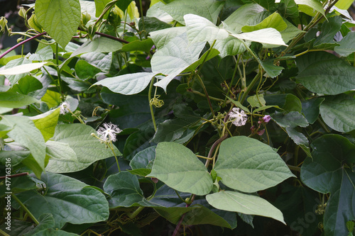 Snake gourd (Trichosanthes cucumerina). Called Serpent gourd, Chichinda and Padwal also. photo
