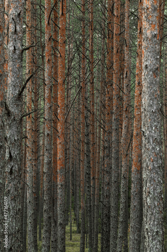 Panoramic view of the mysterious pine forest. Tree trunks close-up. Abstract natural pattern, texture, background. Pure nature concept