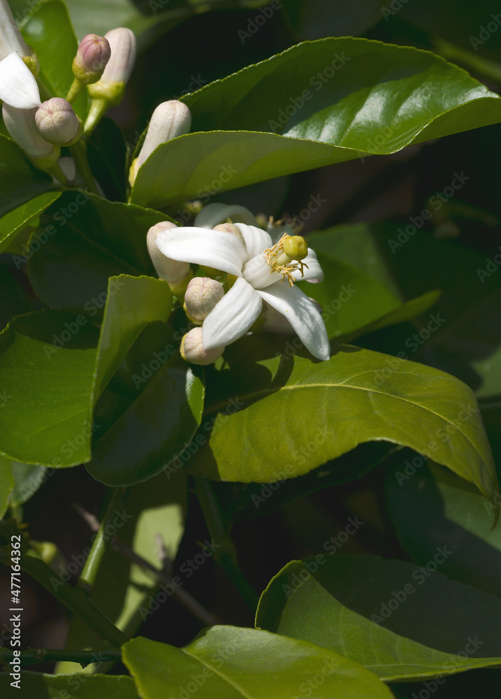 Obraz premium The American wonder lemon (Citrus x pyriformis). Called Skieriewice lemon also. Another botanical name is Citrus limon 'Ponderosa'. Hybrid between Pomelo (Citrus maxima) and Citron (Citrus medica).